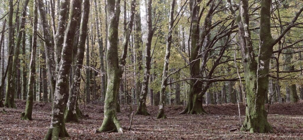 Immagine 2022-11-07 190743